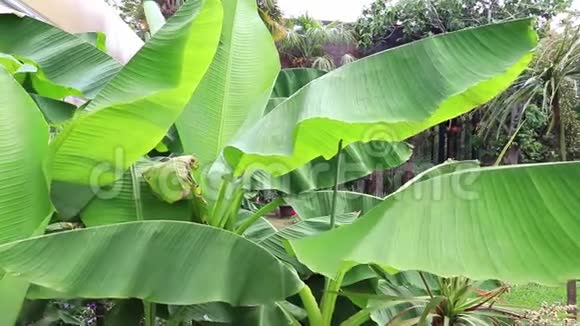 热带香蕉树生长在海滨度假胜地绿叶随风摆动视频的预览图
