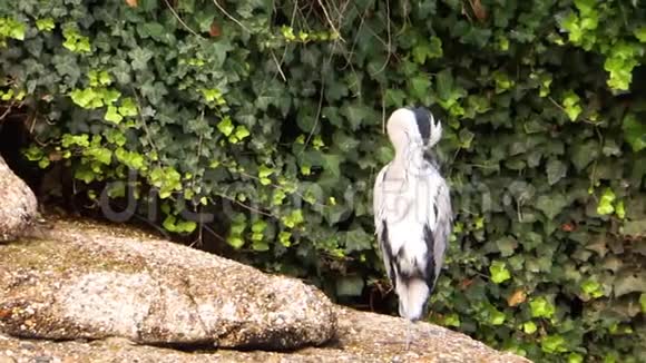 灰色的苍鹭坐在水边在欧洲常见的沿海鸟类羽毛上觅食视频的预览图