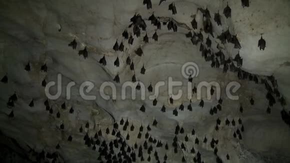 许多黑色蝙蝠在洞穴中悬挂和拍打视频的预览图