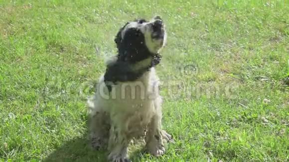 湿的鸡犬用毛皮摇动水视频的预览图