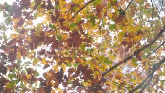 秋叶在雾蒙蒙的森林里视频的预览图