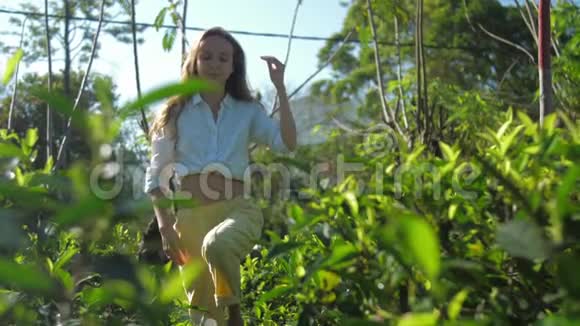 有魅力的女孩在绿茶种植园中慢动作视频的预览图
