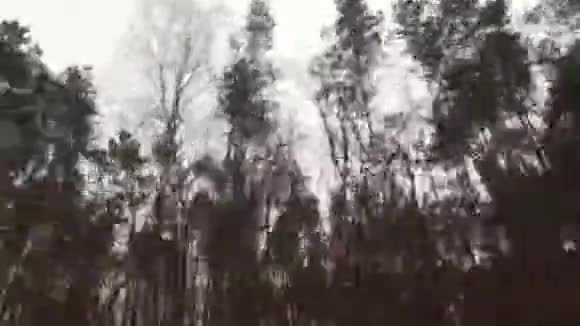 开车经过树林视频的预览图