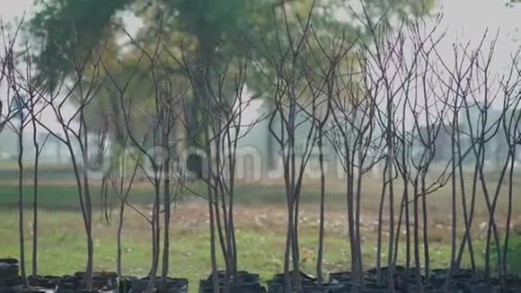 重新造林一套盆栽的幼树树干视频的预览图