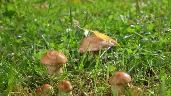 雨点落在一群可食用的蘑菇上视频的预览图