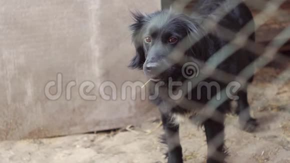 可怜的狗被囚禁了视频的预览图