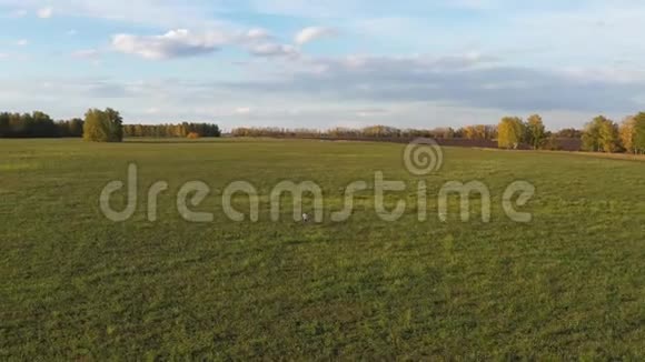 那个男孩在绿色的田野上带着风筝跑步欢声笑语喜庆的心情秋天视频的预览图