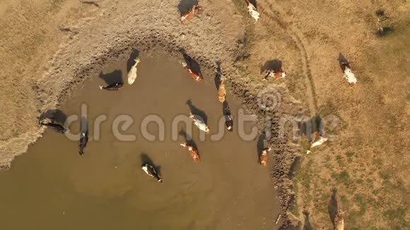 在炎热的夏天奶牛在一个浇水洞里视频的预览图