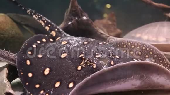 在水族馆的沙底上游鱼水豚海洋生物视频的预览图