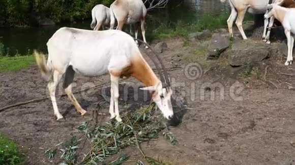 吃树枝叶子的弯刀羚羊在野外灭绝的羚羊视频的预览图