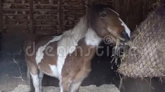 在农场的马厩里吃干草的棕白马视频的预览图