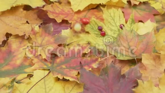 秋天的浆果落在秋天的叶子上视频的预览图