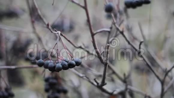 灌木丛上的黑浆果忧郁的音调草药视频的预览图