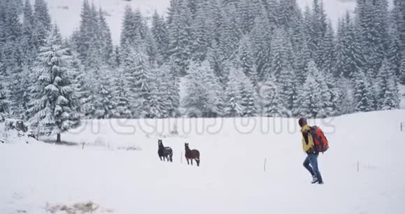 在乡村探险的游客他在山中央的雪林里发现了两匹马视频的预览图