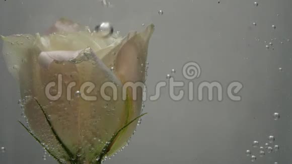 奇妙的奶油玫瑰是在寒冷新鲜清澈的水覆盖着气泡水略加近景视频的预览图