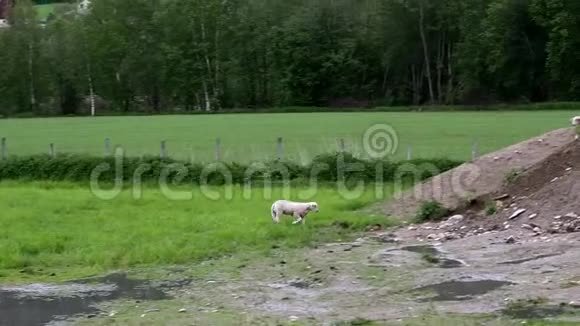 可爱的可爱的羔羊离开绿草加入其他羔羊和羊谁正在探索一堆泥土视频的预览图