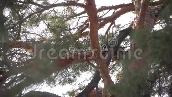 松树树干上的啄木鸟视频的预览图