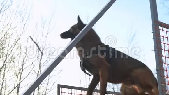一只德国牧羊犬抓住站在看台上的棍子视频的预览图