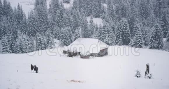山中央乡村的一位青年游客在雪地里走过两匹马旁边是一匹马视频的预览图