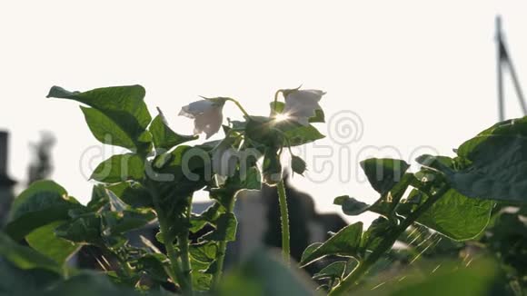 在田野里阳光透过叶片和花朵照耀着一片枯萎的马铃薯丛视频的预览图