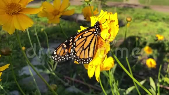 蝴蝶花上的雄性蝴蝶视频的预览图