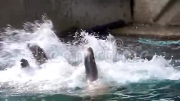 加利福尼亚的海狮喂食海豹在水面上跳跃吃鱼来自美国的海豹视频的预览图