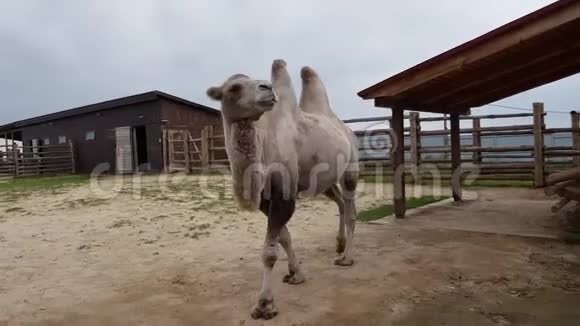 动物园里的两头骆驼视频的预览图