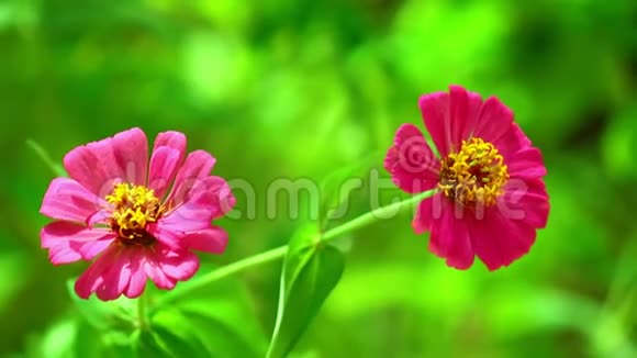 金妮娅利利普特粉红色花园的花朵阳光明媚视频的预览图