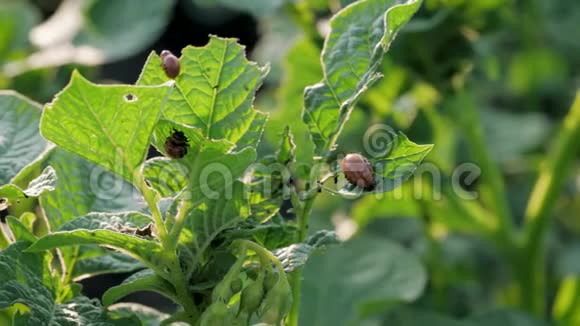 科罗拉多马铃薯甲虫吃马铃薯害虫的叶子视频的预览图