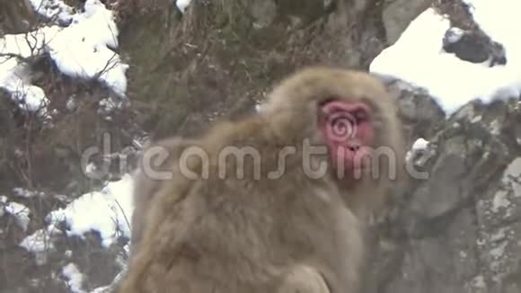 日本猕猴群试图在热水附近热身视频的预览图