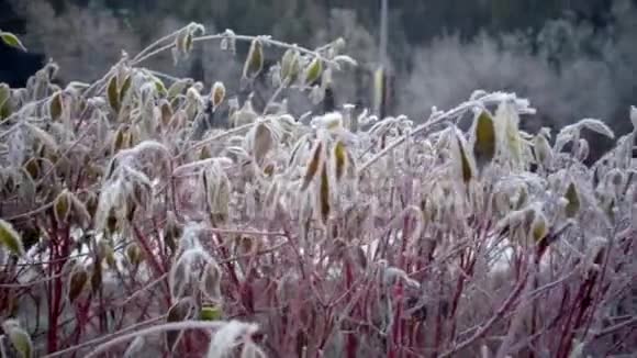 夏莫尼克斯的霜冻早晨视频的预览图