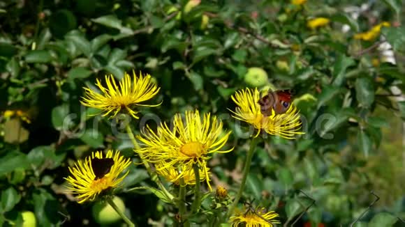 蝴蝶坐在鹰嘴豆黄的花朵上视频的预览图
