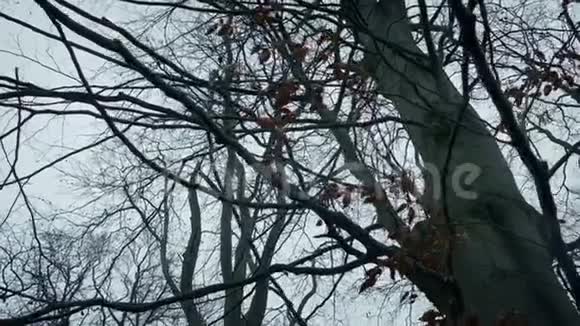 风在树林中的树上飞翔视频的预览图