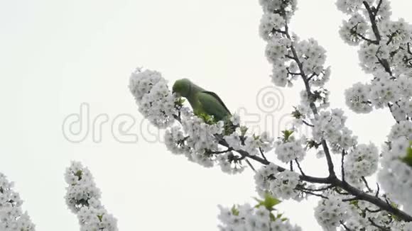 鹦鹉在开花树上视频的预览图