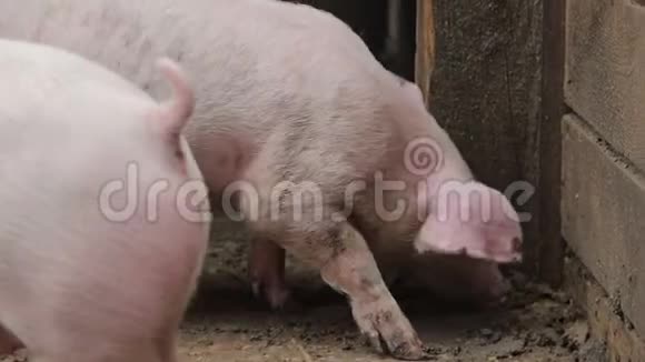 在猪脸上靠近猪群在圈舍的不同品种和颜色农场里的猪视频的预览图