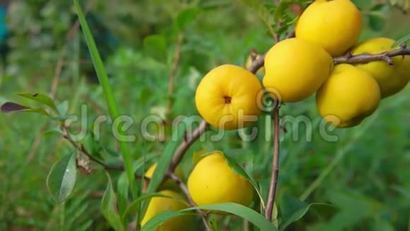 灌木丛中成熟的黄色果全景视频的预览图