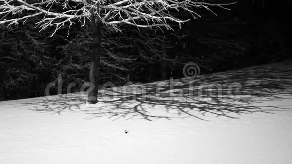 小科老鼠或像鼹鼠一样的哺乳动物在新雪的夜晚在降雪可爱的小动物视频的预览图