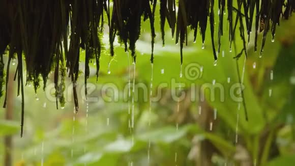 亚马逊丛林的水幕视频的预览图
