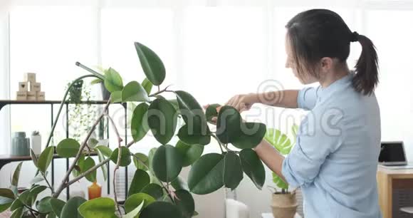 在家照顾植物的女人视频的预览图