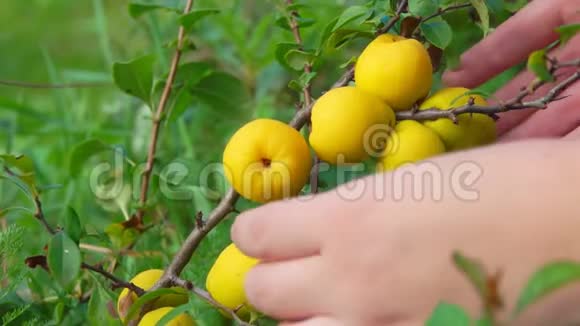 手从灌木丛中摘黄色果视频的预览图