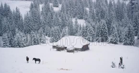 在山中央的乡村和雪山森林中捕捉视频美丽的木屋和马在周围视频的预览图