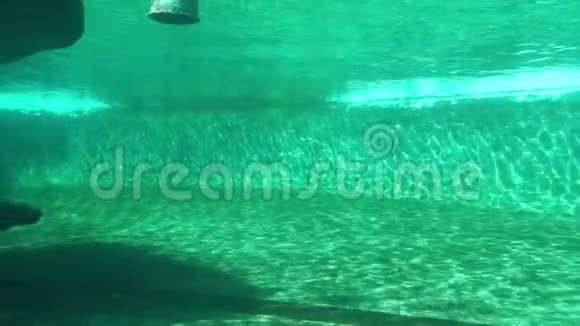 加利福尼亚的海狮在水下游泳来自美国的海豹精灵视频的预览图