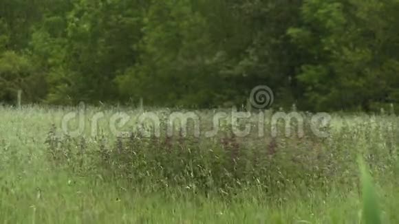 农田里的紫纹花视频的预览图