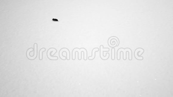 小科老鼠或像鼹鼠一样的哺乳动物在新雪的夜晚在降雪可爱的动物复制空间视频的预览图