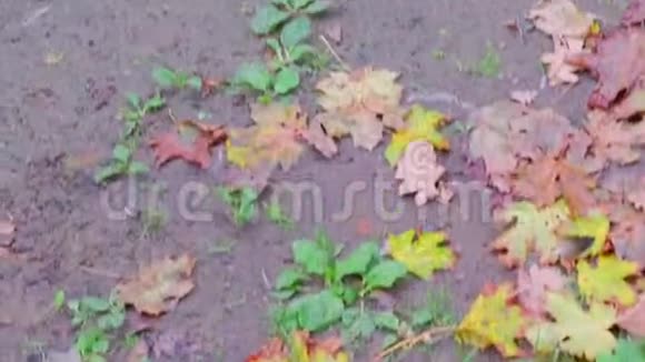 秋天枯叶倒在地上野鸭在城市公园的池塘里游泳视频的预览图