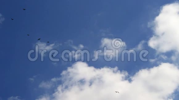 鸟儿在天空中翱翔视频的预览图