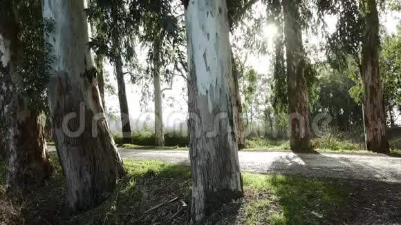 树与太阳一起穿过森林4k视频的预览图