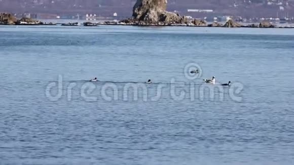 一群野生海鸟哈莱金鸭在模糊的岩石上游泳和潜水视频的预览图