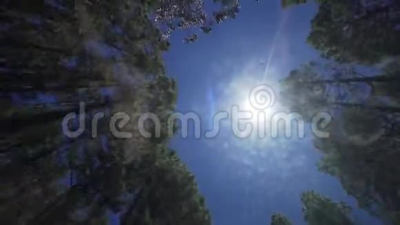在蓝天和阳光的背景下可以看到桉树和针叶林中的树木在运动中Teide视频的预览图