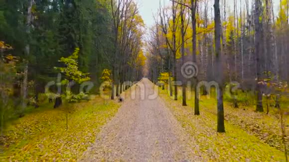 一条带有人行道和长凳的橡树巷的秋季鸟瞰图树木的隧道飞行视频的预览图